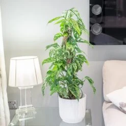 Monstera Adansonii -Plants Shop pl2000043287 card3 lg