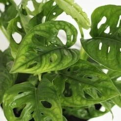 Monstera Adansonii -Plants Shop pl2000043287 card4 lg