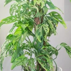 Monstera Adansonii -Plants Shop pl2000043287 card5 lg