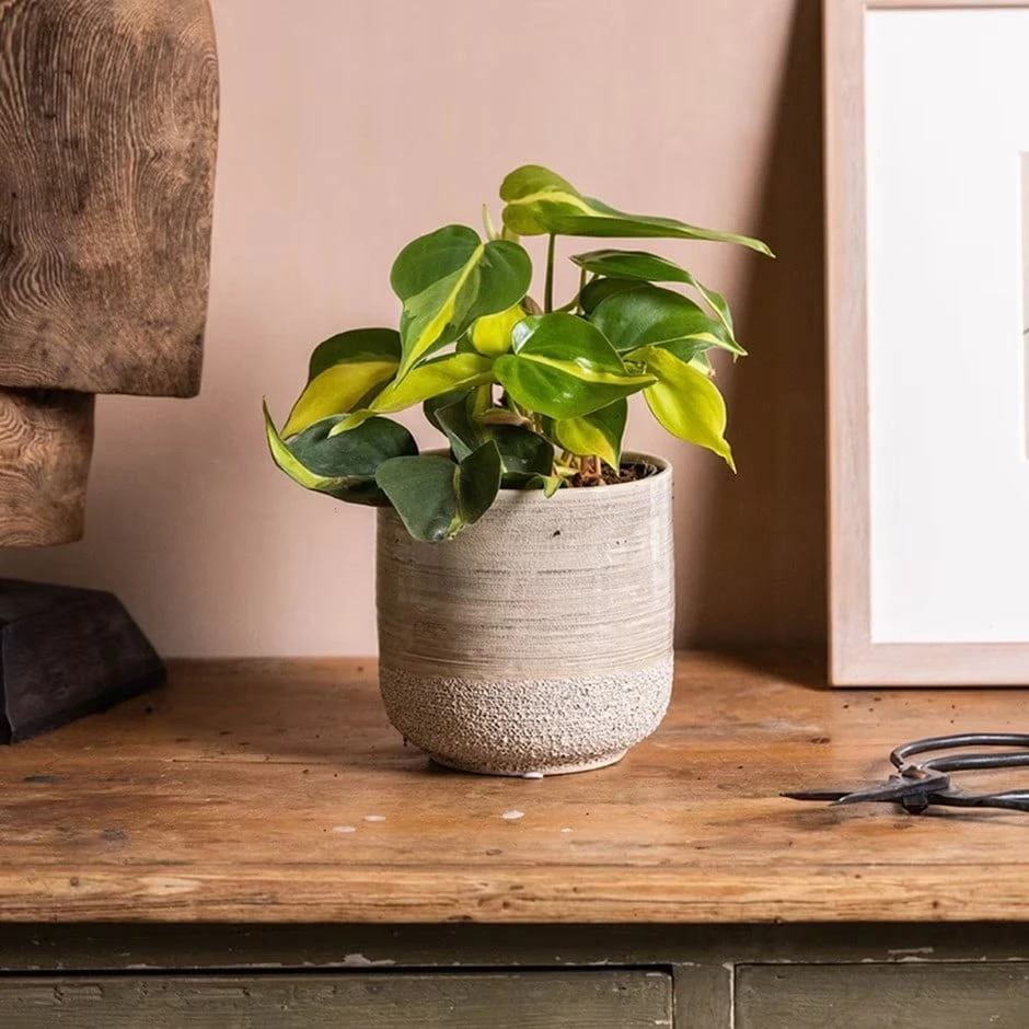 Philodendron Scandens 'Brasil' 1 Philodendron Scandens 'Brasil'