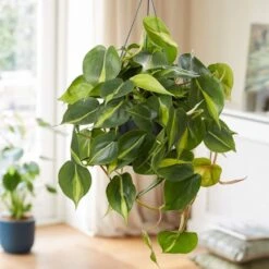 Philodendron Scandens 'Brasil' 7 Philodendron Scandens 'Brasil' -Plants Shop pl2000043288 card3 lg