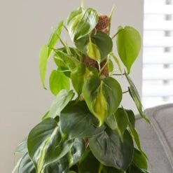 Philodendron Scandens 'Brasil' 9 Philodendron Scandens 'Brasil' -Plants Shop pl2000043288 card5 lg