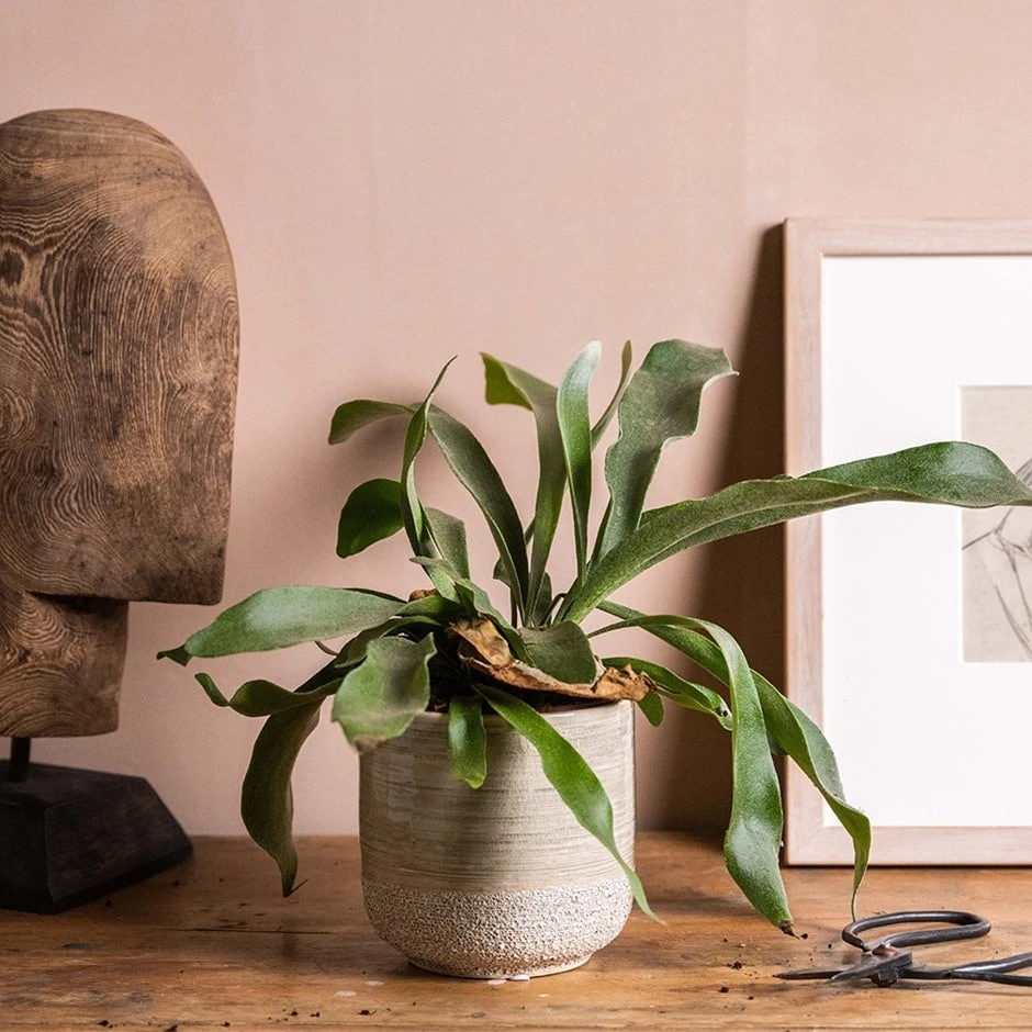 Platycerium Bifurcatum 1 Platycerium Bifurcatum