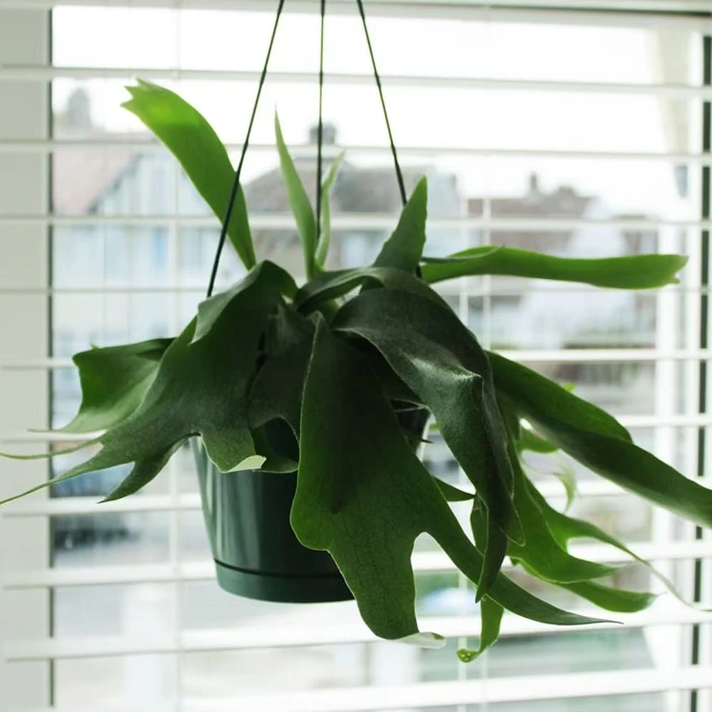 Platycerium Bifurcatum 2 Platycerium Bifurcatum - Image 2