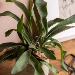 Platycerium Bifurcatum 9 Platycerium Bifurcatum -Plants Shop pl2000043293 card5 lg