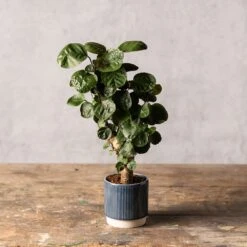 Polyscias 'Fabian' 5 Polyscias 'Fabian' -Plants Shop pl2000043294 card3 lg