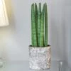 Sansevieria Cylindrica 'Straight'