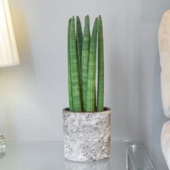 Sansevieria Cylindrica 'Straight' -Plants Shop pl2000043297 card3 lg