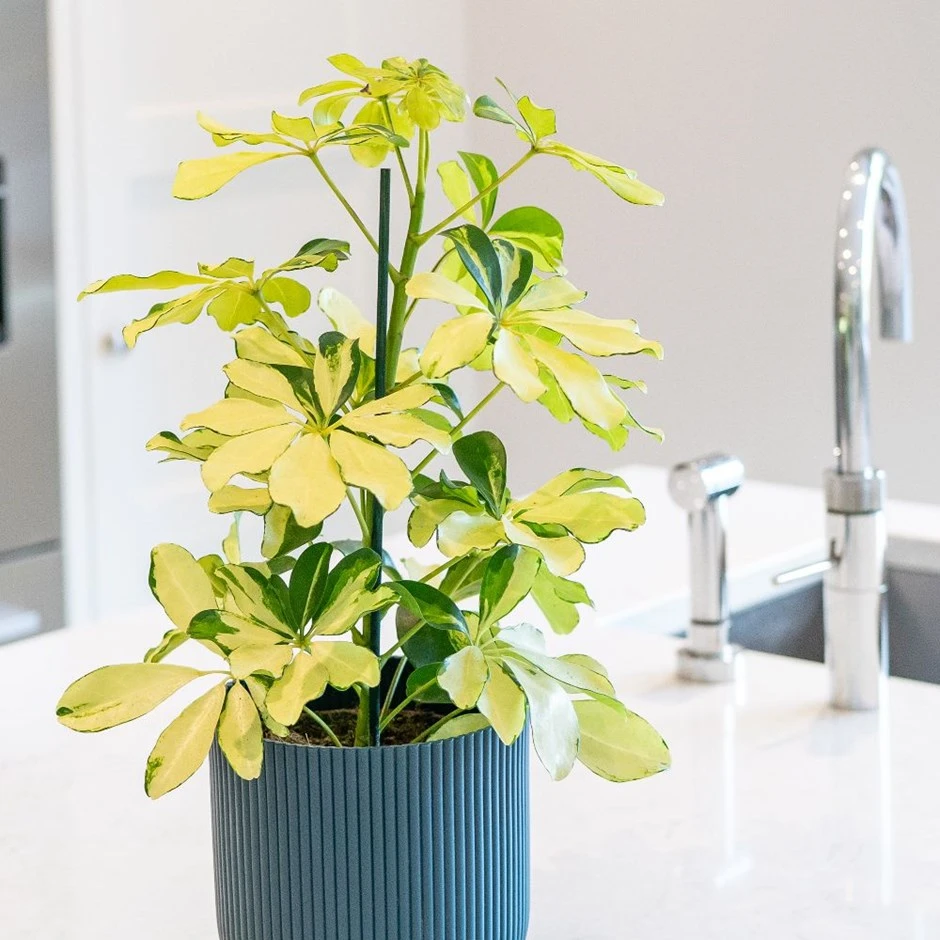 Schefflera Arboricola 'Melanie' 1 Schefflera Arboricola 'Melanie'