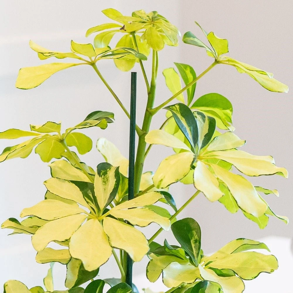 Schefflera Arboricola 'Melanie' 2 Schefflera Arboricola 'Melanie' - Image 2