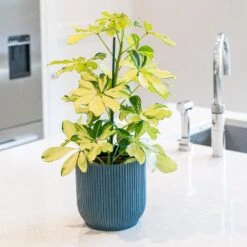 Schefflera Arboricola 'Melanie' 5 Schefflera Arboricola 'Melanie' -Plants Shop pl2000043301 card3 lg