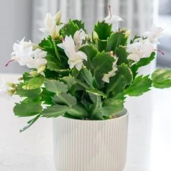 Schlumbergera White-flowered 5 Schlumbergera White-flowered -Plants Shop pl2000043303 card3 lg