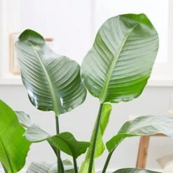 Strelitzia Nicolai -Plants Shop pl2000043305 card3 lg