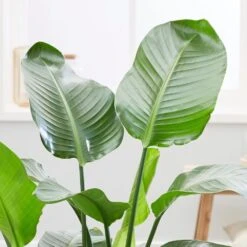 Strelitzia Nicolai -Plants Shop pl2000043305 card4 lg