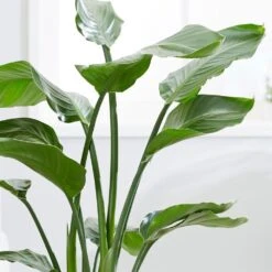 Strelitzia Nicolai -Plants Shop pl2000043305 card5 lg