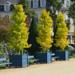 Ginkgo Biloba 'Fastigiata Blagon' -Plants Shop pl2000043519 card3 lg