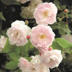 Rosa 'Noisette Carnée'