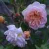 Rosa 'Ghislaine De Féligonde'