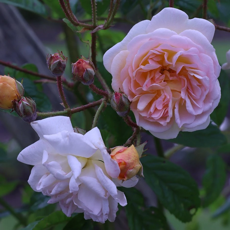 Rosa 'Ghislaine De Féligonde' 1 Rosa 'Ghislaine De Féligonde'
