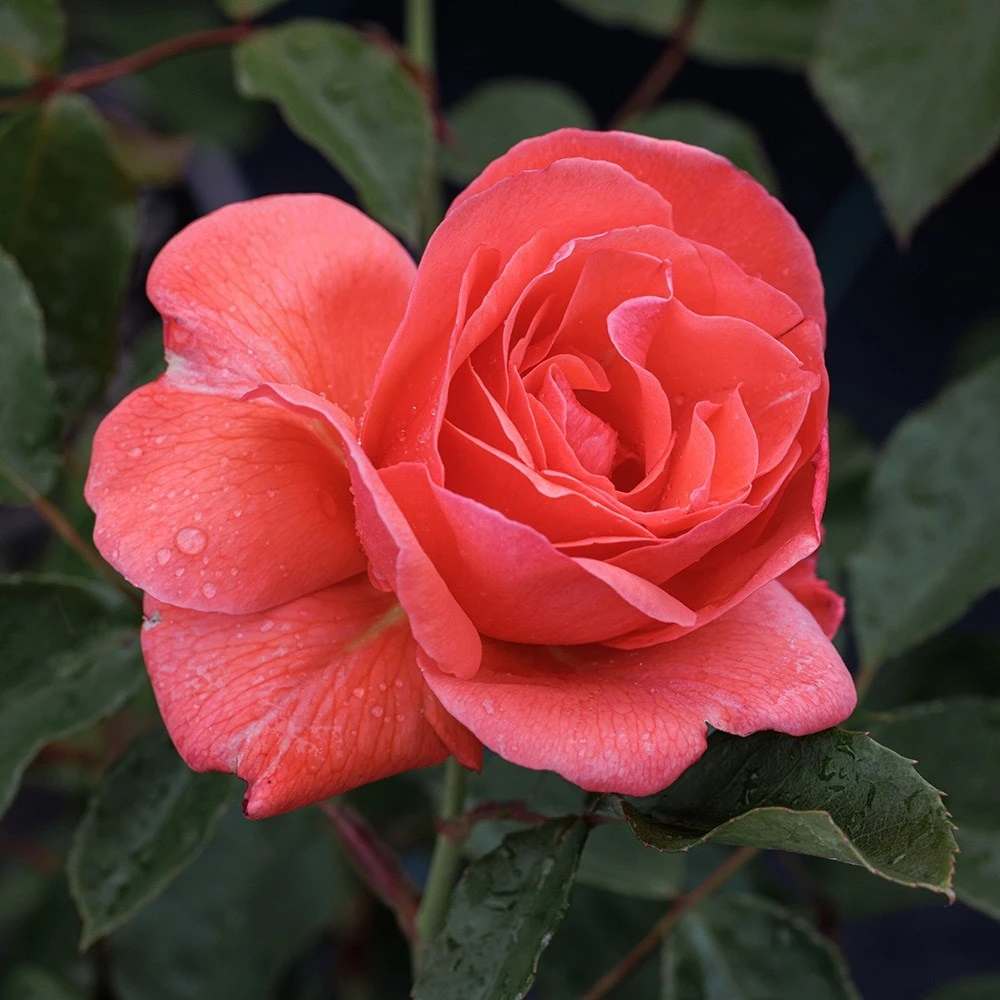 Rosa Happy Anniversary ('Bedfranc') (PBR) 2 Rosa Happy Anniversary ('Bedfranc') (PBR) - Image 2