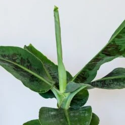 Musa Acuminata 'Dwarf Cavendish' -Plants Shop pl2000044075 card3 lg