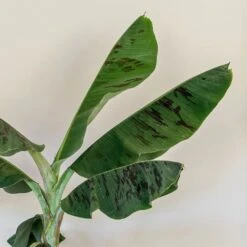 Musa Acuminata 'Dwarf Cavendish' -Plants Shop pl2000044075 card4 lg