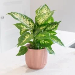 Dieffenbachia 'Camille' -Plants Shop pl2000044097 card3 lg