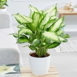 Dieffenbachia 'Camille' -Plants Shop pl2000044097 card4 lg