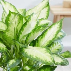 Dieffenbachia 'Camille' -Plants Shop pl2000044097 card5 lg
