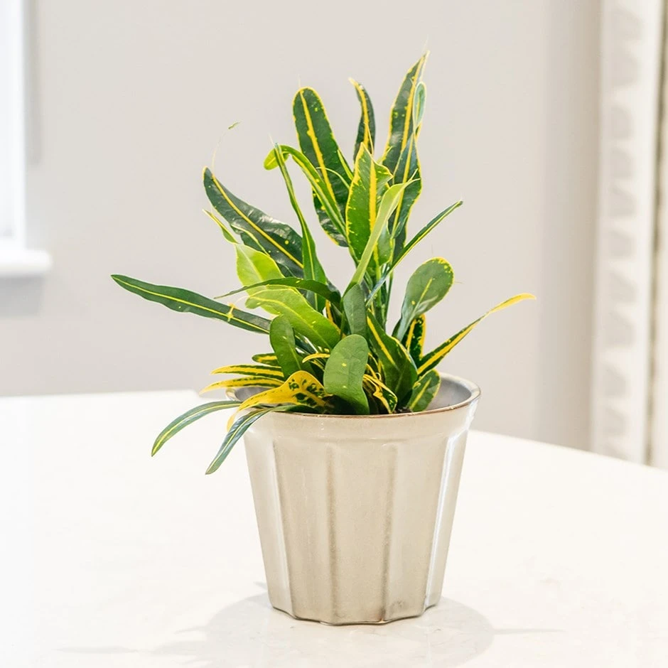 Codiaeum 'Banana' 1 Codiaeum 'Banana'