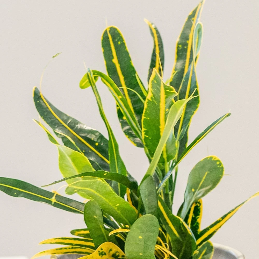 Codiaeum 'Banana' 2 Codiaeum 'Banana' - Image 2