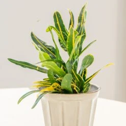 Codiaeum 'Banana' 5 Codiaeum 'Banana' -Plants Shop pl2000044110 card3 lg