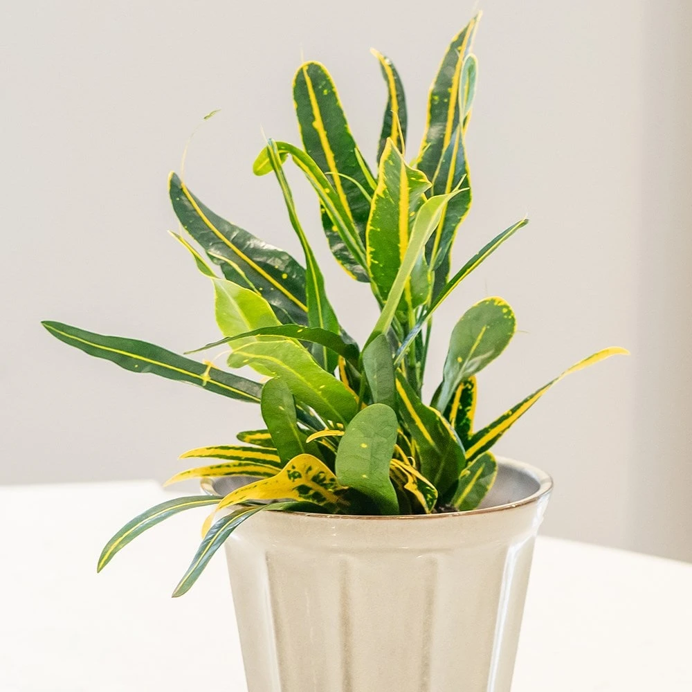 Codiaeum 'Banana' 3 Codiaeum 'Banana' - Image 3