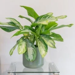 Aglaonema 'Silver Bay' -Plants Shop pl2000044127 card3 lg