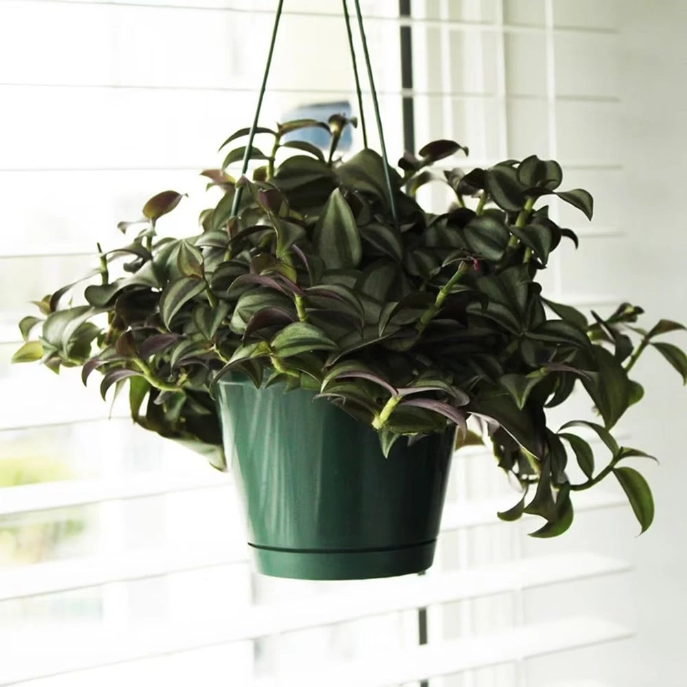 Tradescantia Zebrina 2 Tradescantia Zebrina - Image 2