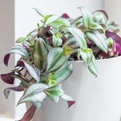 Tradescantia Zebrina 6 Tradescantia Zebrina -Plants Shop pl2000044137 card3 lg