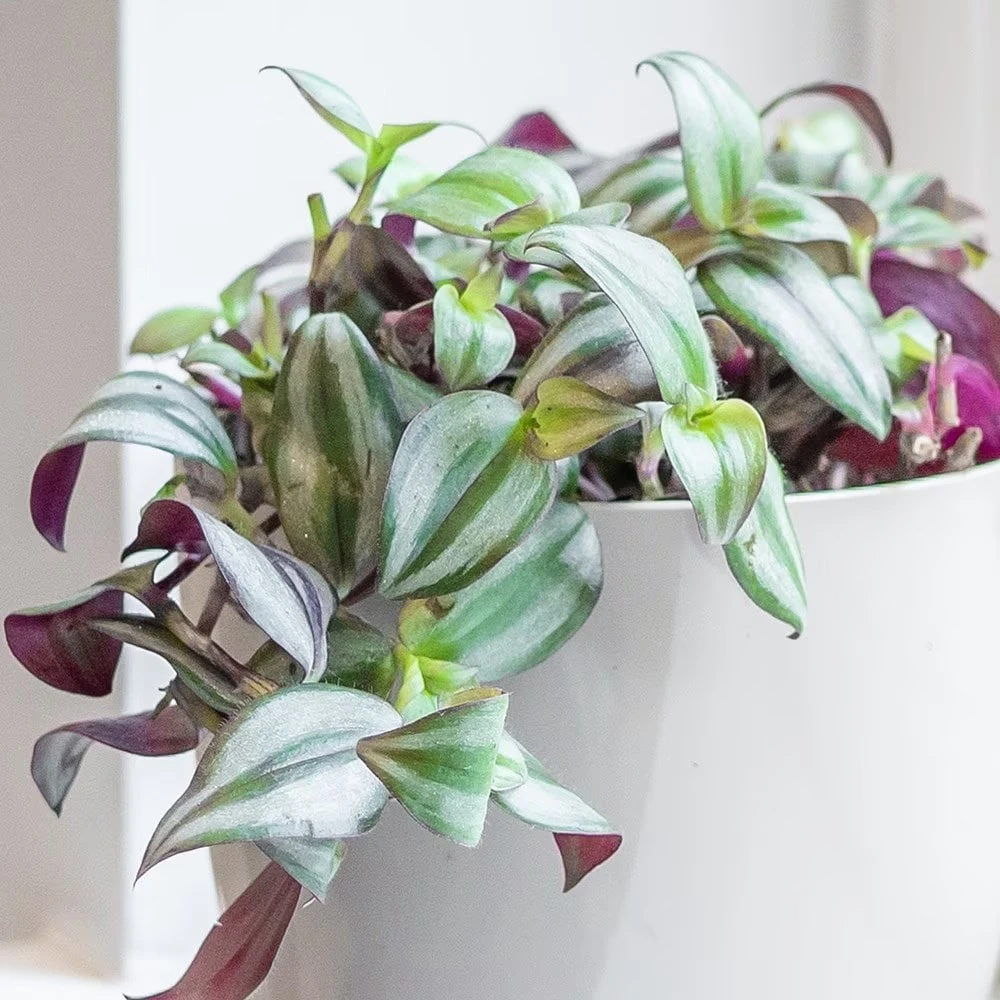 Tradescantia Zebrina 3 Tradescantia Zebrina - Image 3