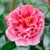 Camellia Japonica 'Volunteer' (PBR)