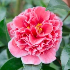 Camellia Japonica 'Volunteer' (PBR)