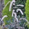 Actaea 'Queen Of Sheba' (PBR)