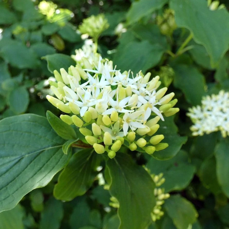 Cornus Controversa 'Pagoda' 1 Cornus Controversa 'Pagoda'