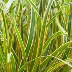 Carex Morrowii 'Everglow' (PBR) (EverColor Series)
