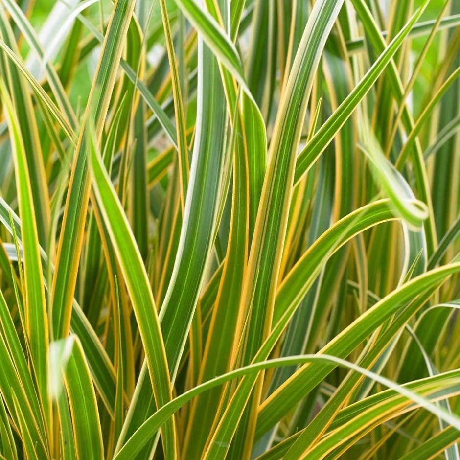 Carex Morrowii 'Everglow' (PBR) (EverColor Series) 1 Carex Morrowii 'Everglow' (PBR) (EverColor Series)