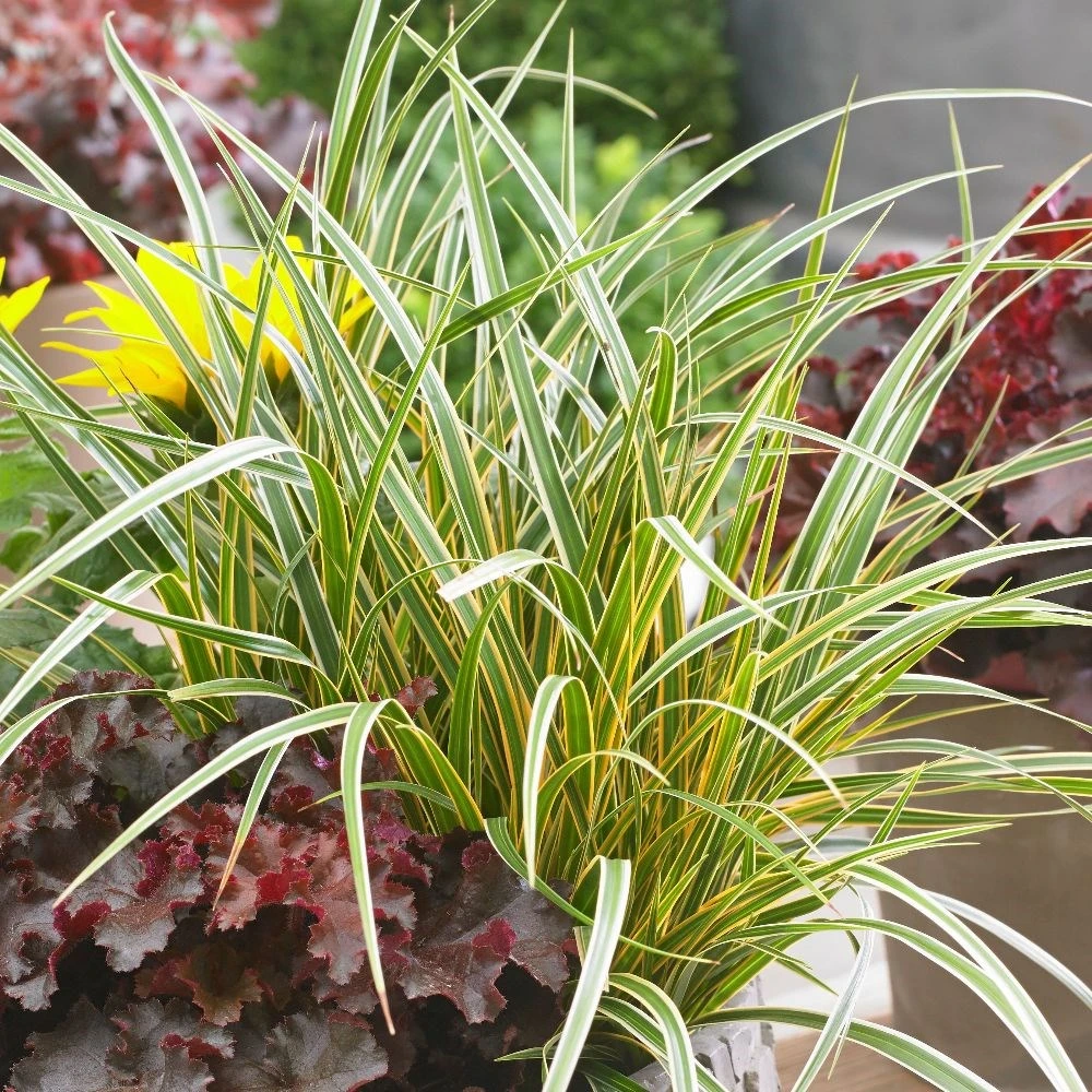 Carex Morrowii 'Everglow' (PBR) (EverColor Series) 2 Carex Morrowii 'Everglow' (PBR) (EverColor Series) - Image 2