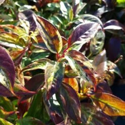 Leucothoe Walteri 'Rainbow' 5 Leucothoe Walteri 'Rainbow' -Plants Shop pl2000044485 card3 lg
