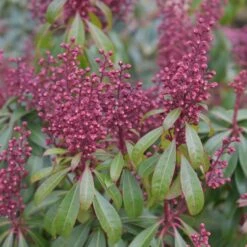 Pieris Japonica 'Bonfire'