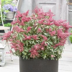 Pieris Japonica Polar Passion ('PPOBAS') (PBR) 5 Pieris Japonica Polar Passion ('PPOBAS') (PBR) -Plants Shop pl2000044487 card3 lg