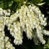 Pieris Japonica 'Purity'
