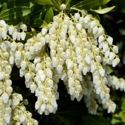 Pieris Japonica 'Purity'