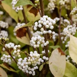 Callicarpa Bodinieri 'Magical Snowstar ('Kolmsnostar') (PBR) -Plants Shop pl2000044654 card3 lg